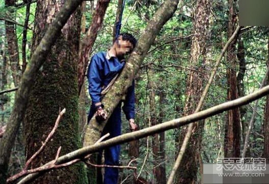 老頭樹林最新視頻揭秘，自然與技術(shù)的完美融合之美