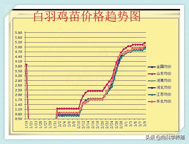 最新肉雞苗價(jià)格走勢分析