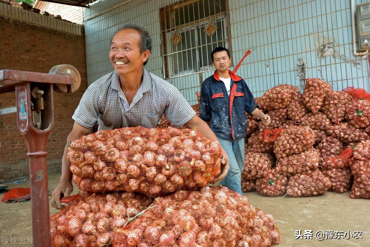 干大蒜價(jià)格走勢(shì)分析，最新價(jià)格、市場(chǎng)趨勢(shì)與未來(lái)預(yù)測(cè)及影響因素探討